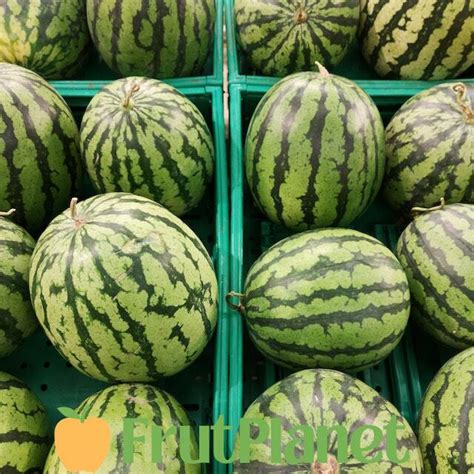 wholesale watermelon suppliers near me.